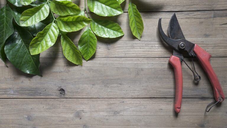 Plantas: cuidados básicos para que elas fiquem mais bonitas