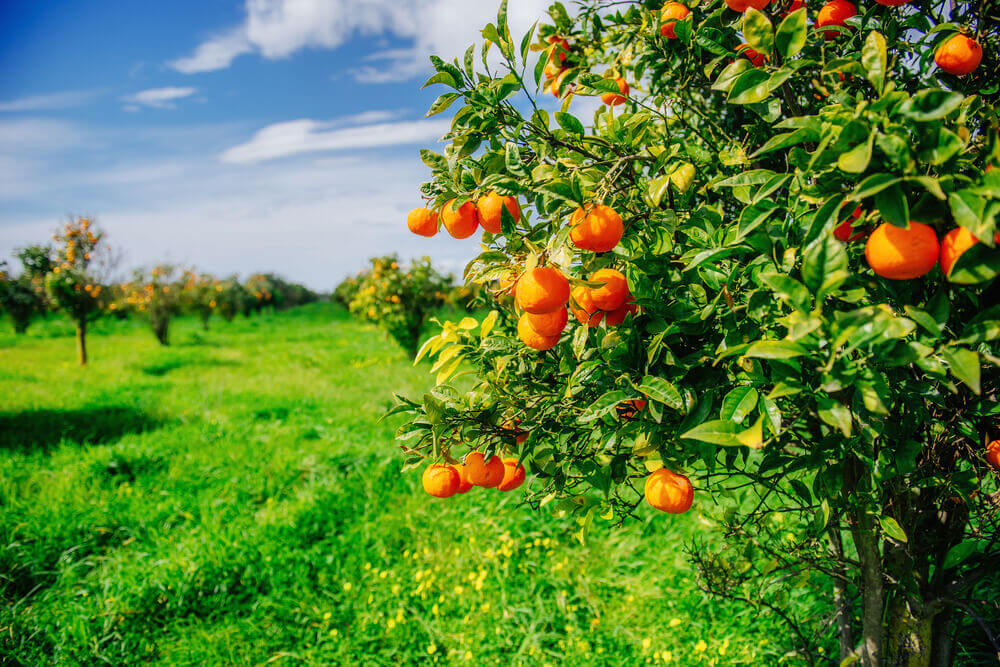 Árvores frutíferas: alguns conceitos básicos