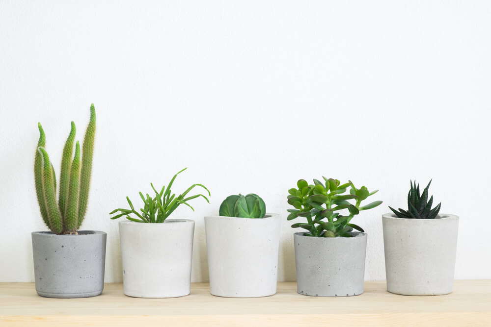 Dicas para organizar as suas plantas de forma coerente