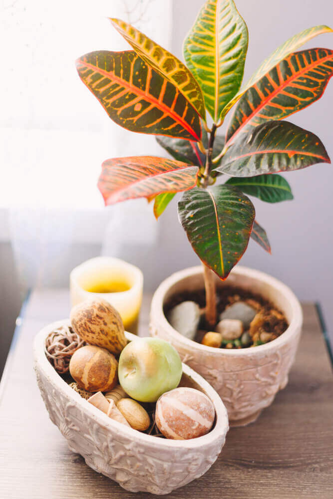 Plantas com folhas coloridas