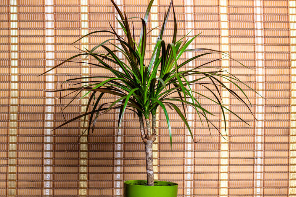 Dracena