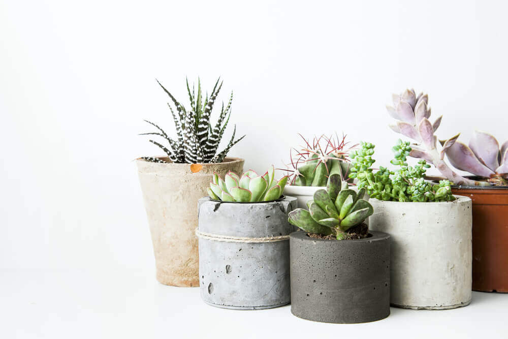 Plantas que não precisam de muita água para decorar a sua casa