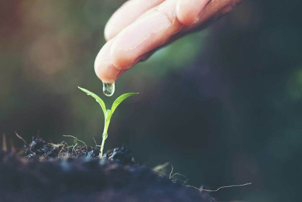 Formas de regar as suas plantas durante as férias