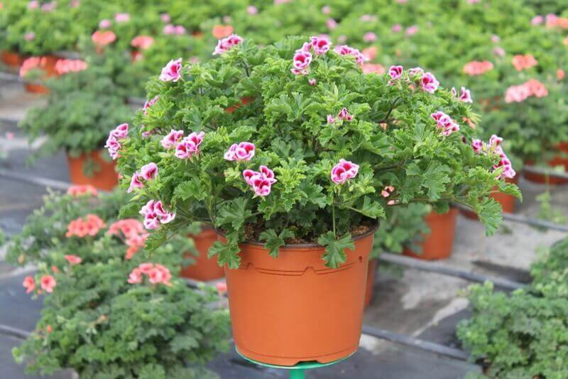 As melhores plantas anti-mosquitos