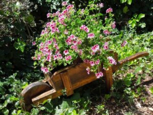 Conheça as melhores plantas antimosquitos