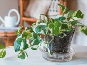 Tipos de plantas que você deve conhecer