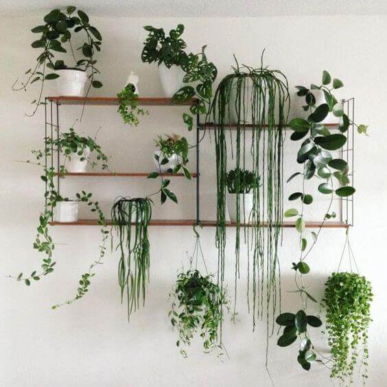 Ideias para decorar com plantas suspensas