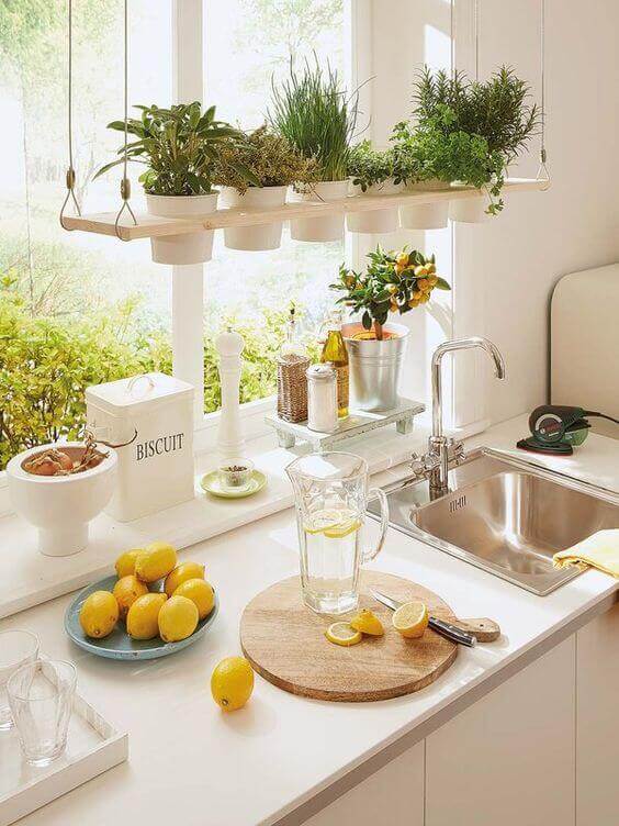 Ideias para decorar com plantas suspensas