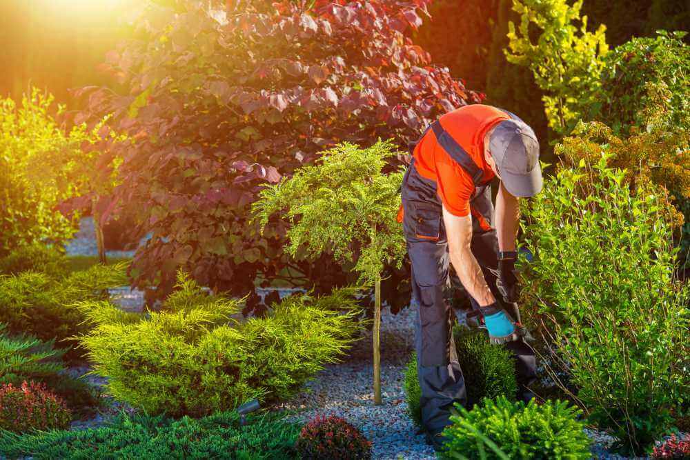 5 dicas para acondicionar o jardim para o verão