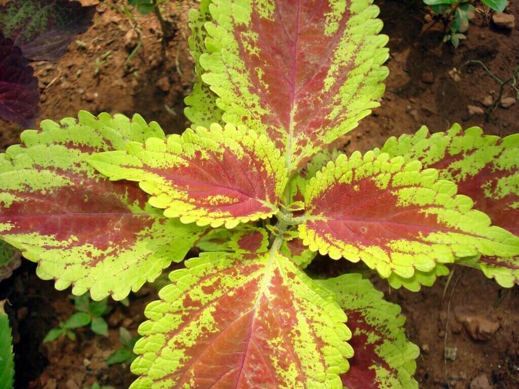 A beleza do Cóleus e como cultivá-lo em casa
